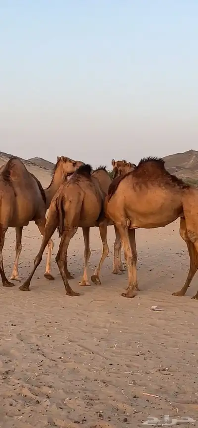 ابل سواحل(( تم البيع )) 4