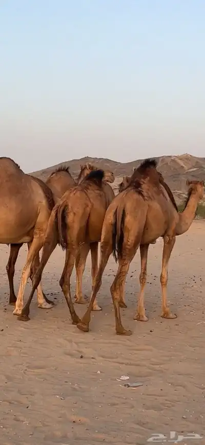 ابل سواحل(( تم البيع )) 10
