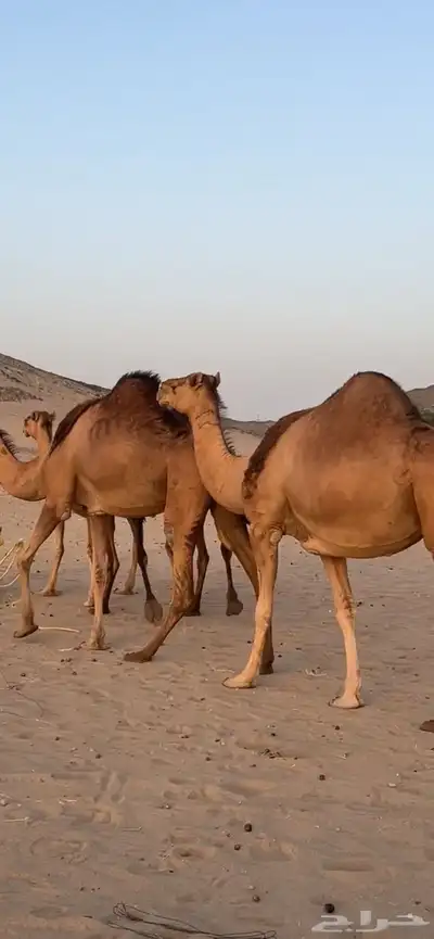 ابل سواحل(( تم البيع )) 0