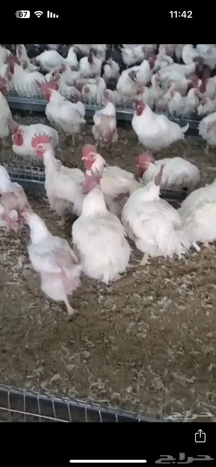 دجاج امهات 0