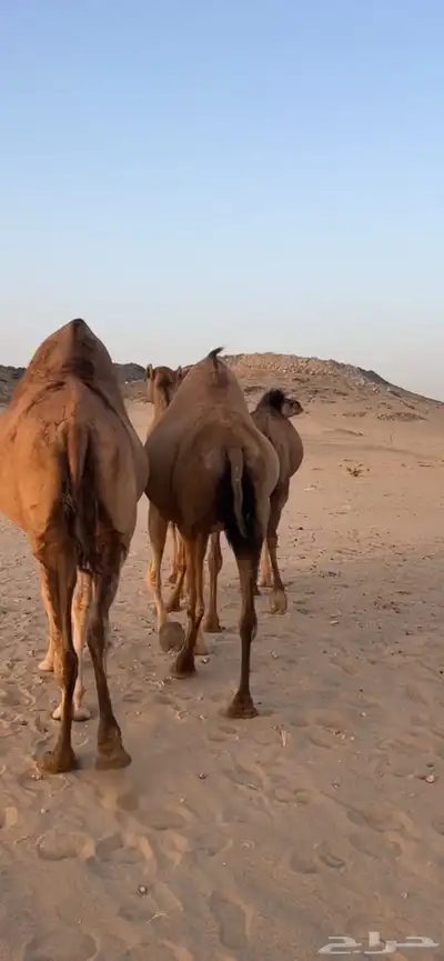 ابل سواحل(( تم البيع )) 7