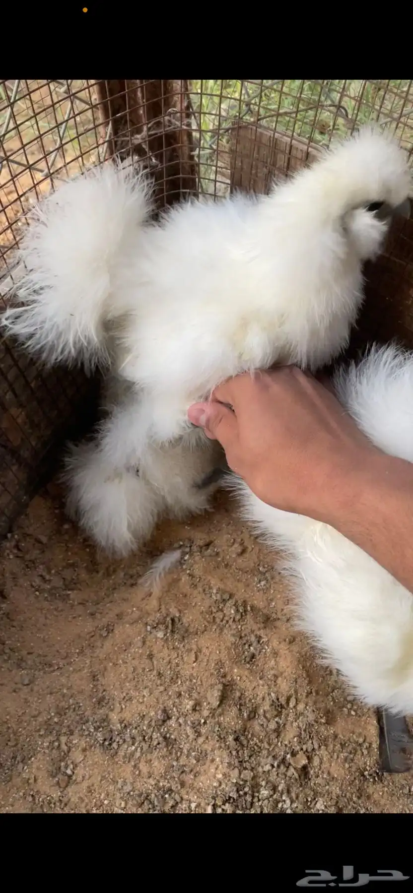 دجاج قطني 0