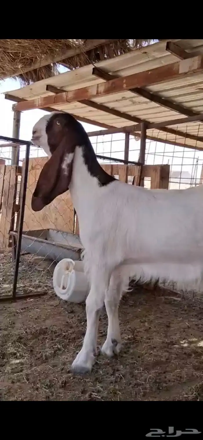 جفارات مقاني 0