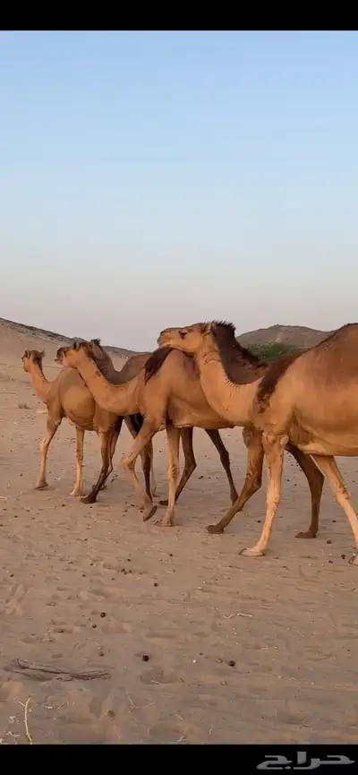 ابل سواحل(( تم البيع )) 2