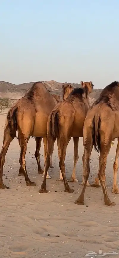 ابل سواحل(( تم البيع )) 1