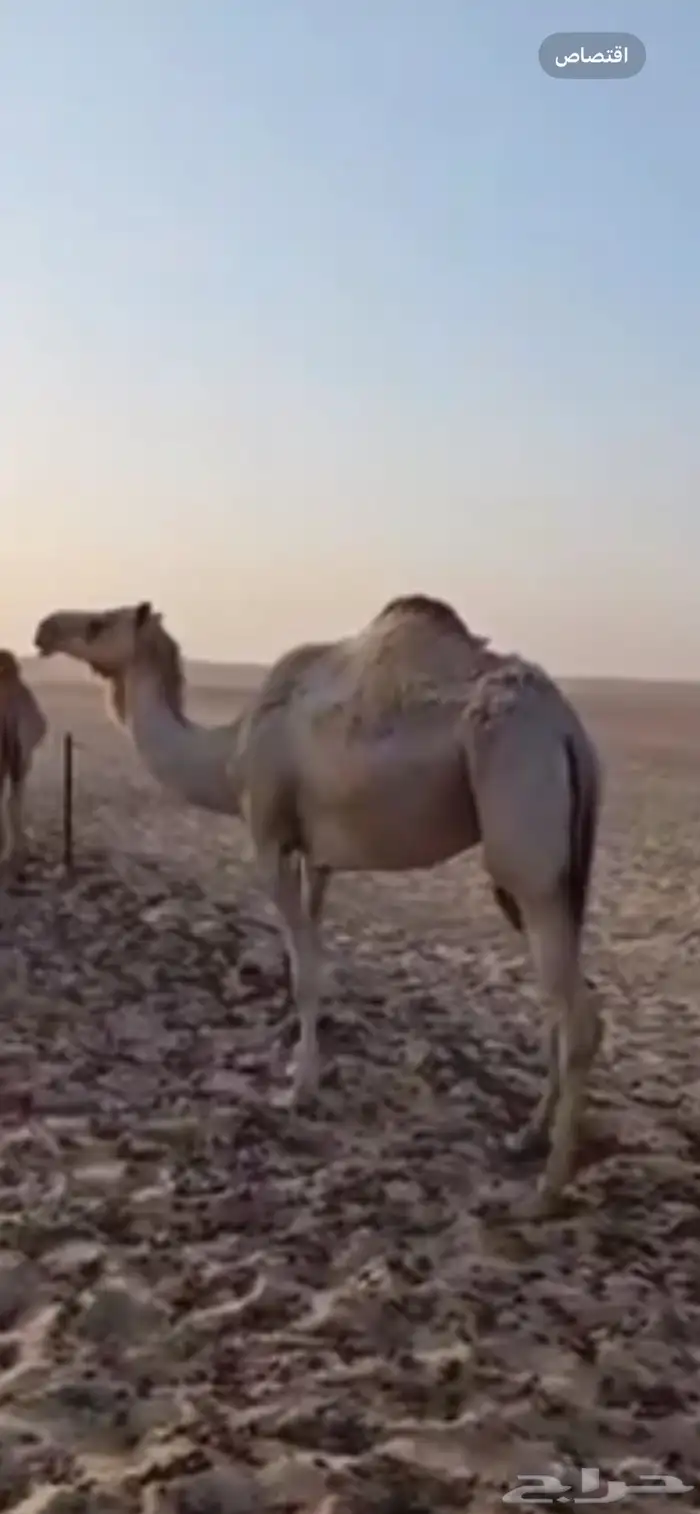 ضروبه مهجنه 0
