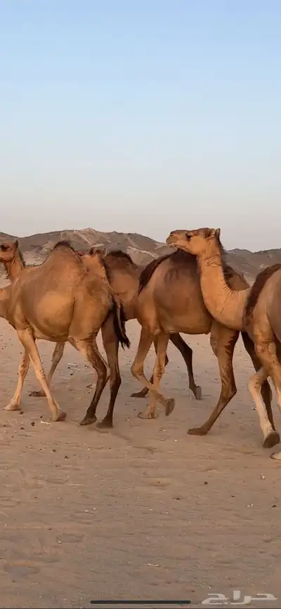 ابل سواحل(( تم البيع )) 13