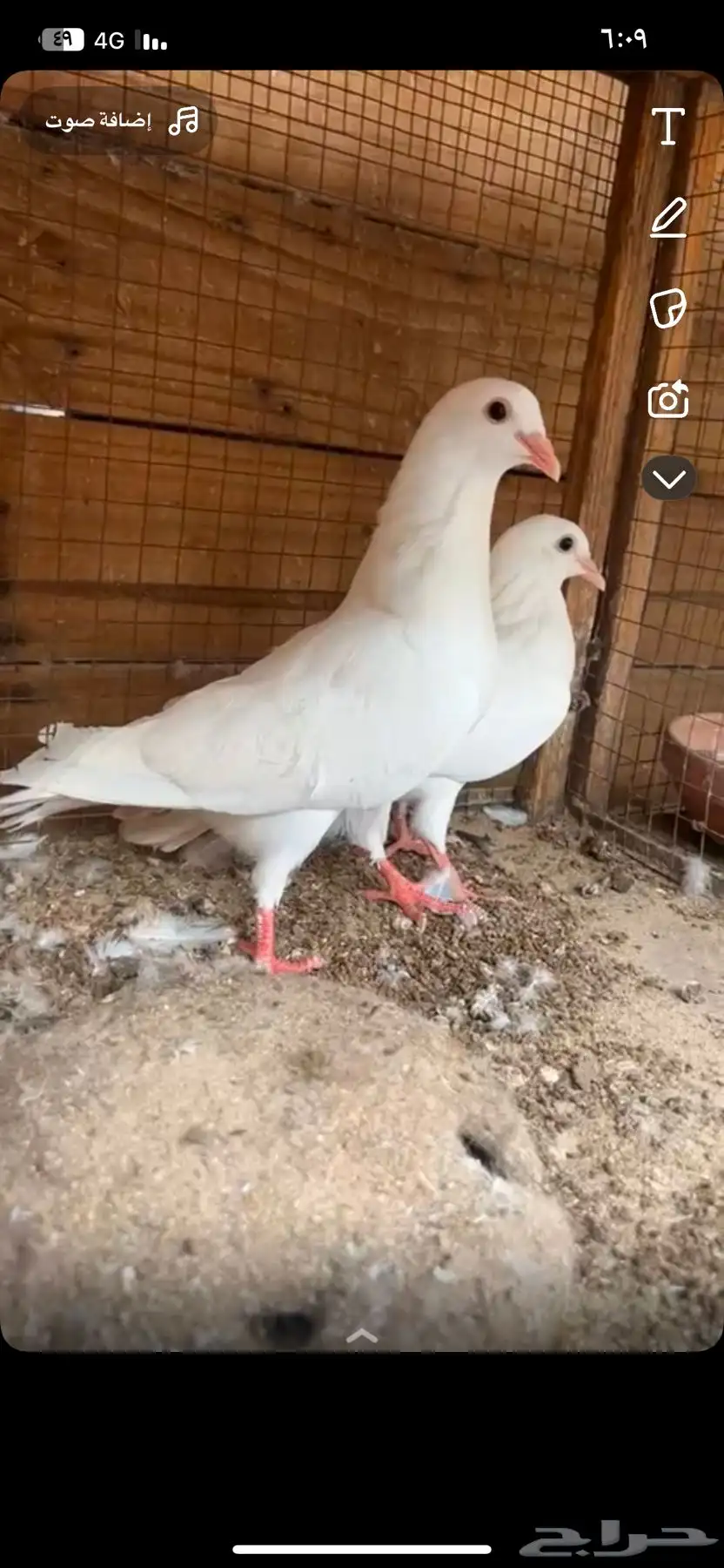 فروخ زغليل 0