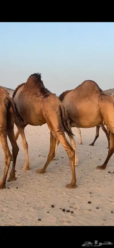 ابل سواحل(( تم البيع )) 12