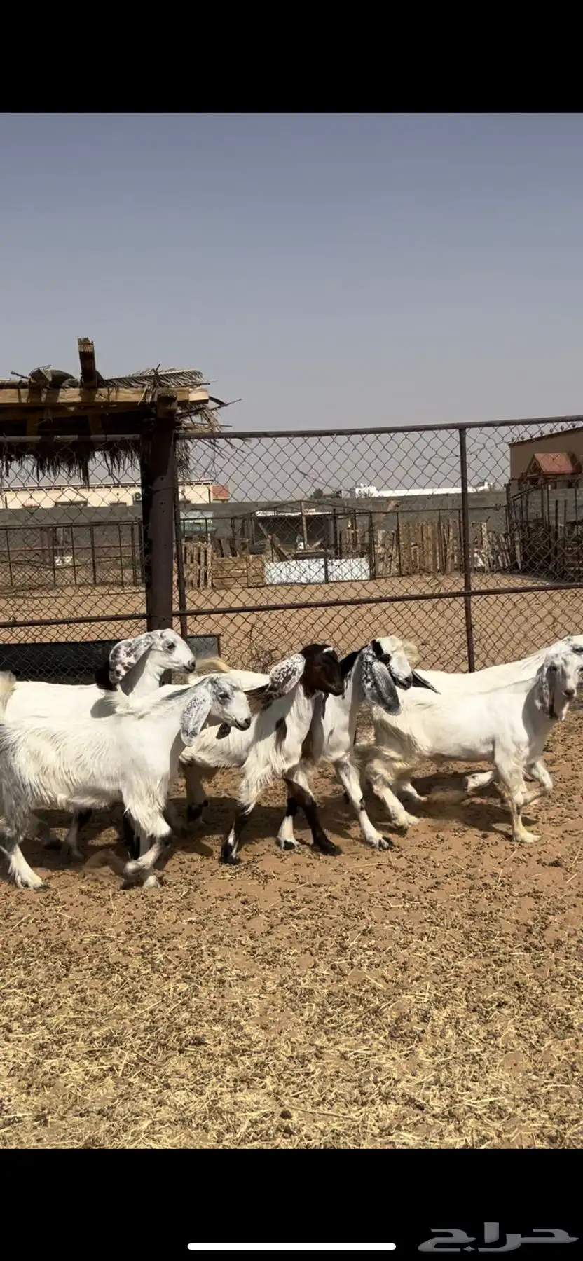 تيوس 1