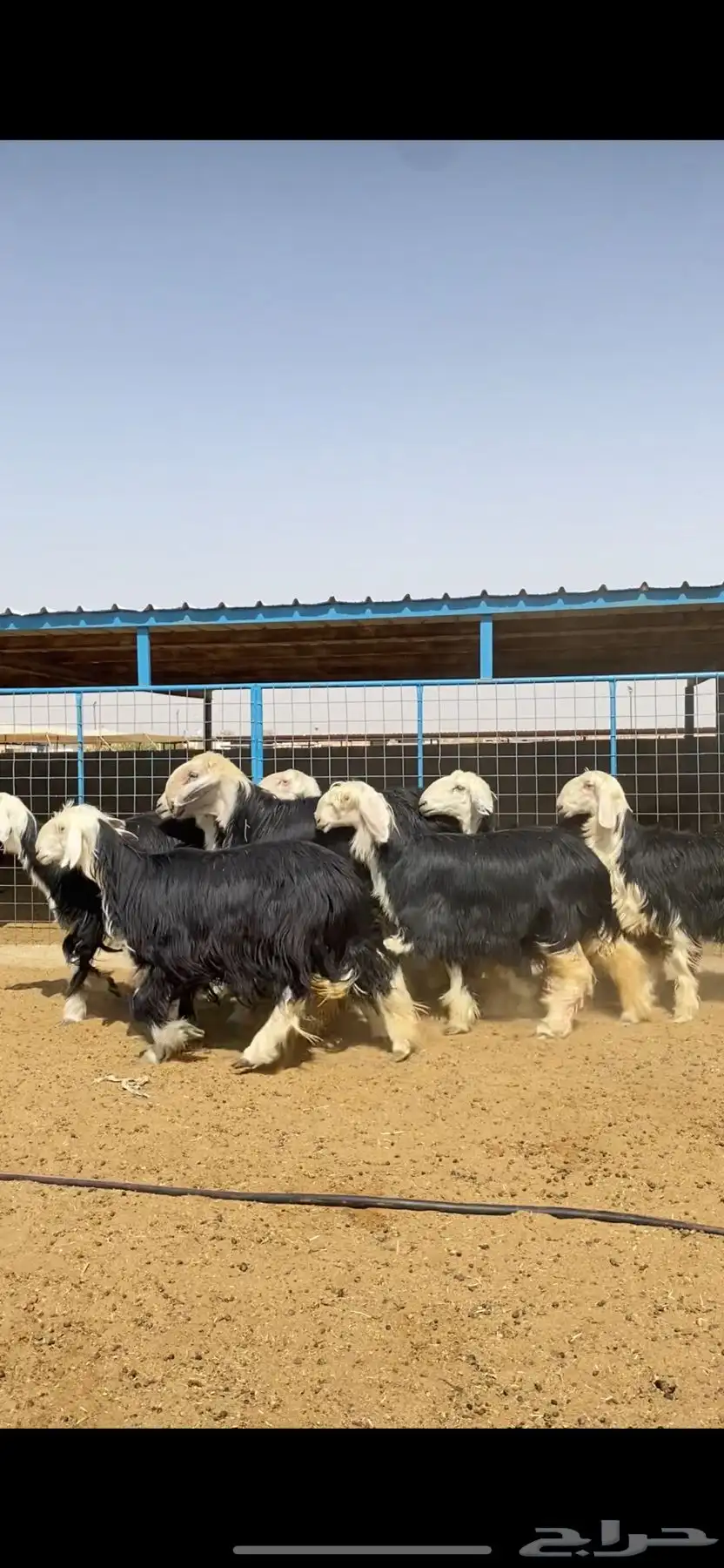 رخال نجد صنف 3