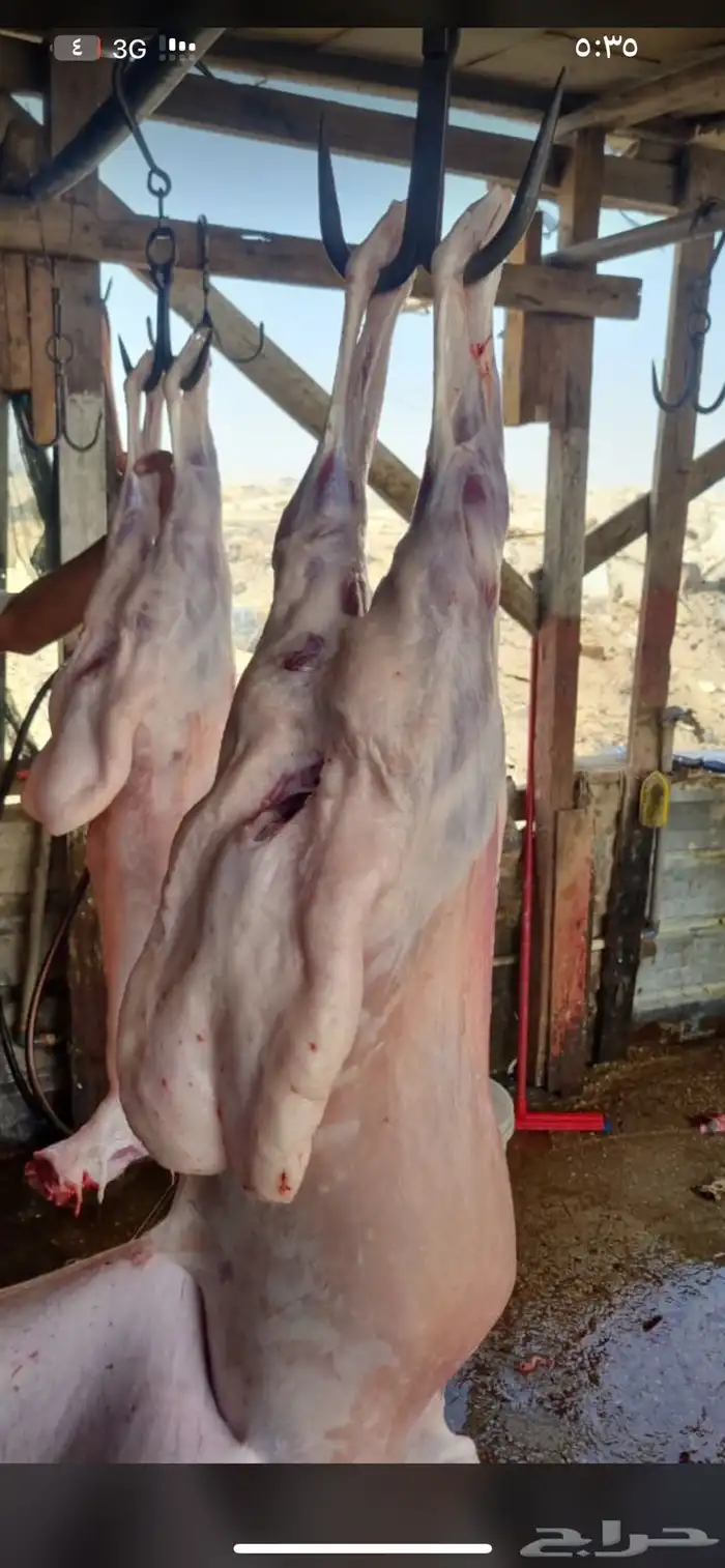 ذبايح بأسعار طيبة جدا 0