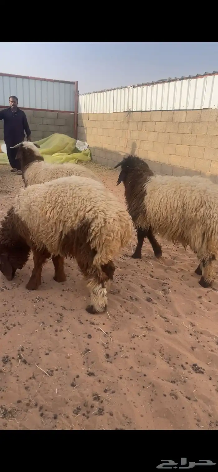 ماشاءلله تبارك الرحمن 0