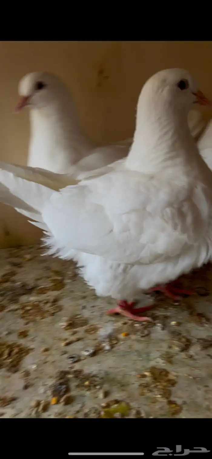 سلام عليكم للبيع طبات فرش حجام صحه ونظافه ماشاءالله آلموقع 2