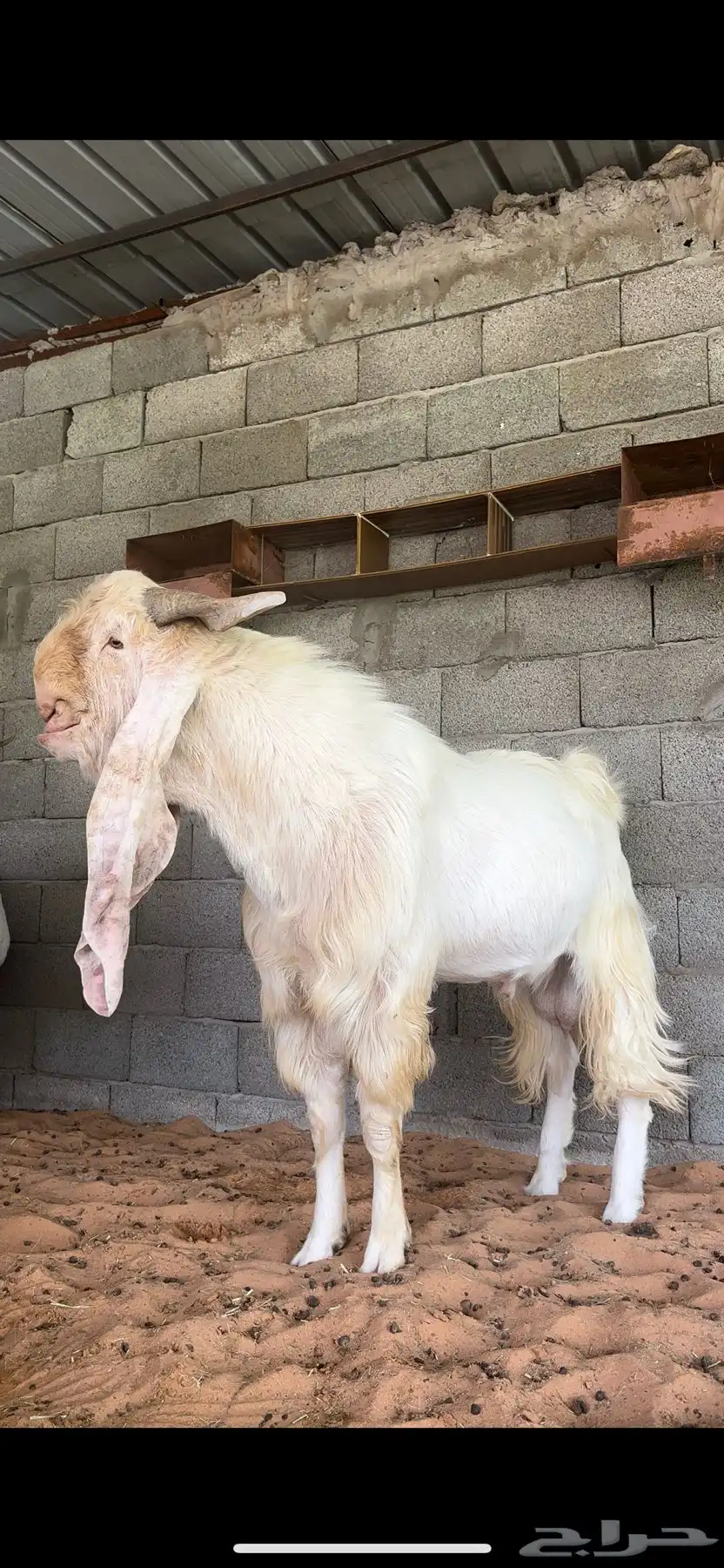 تيس مطور 2