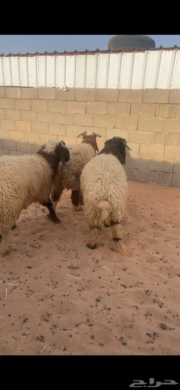 ماشاءلله تبارك الرحمن 1