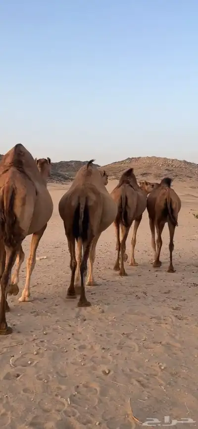 ابل سواحل(( تم البيع )) 8