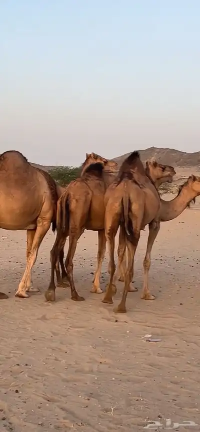 ابل سواحل(( تم البيع )) 11