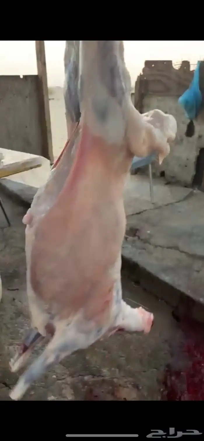 ذبايح 1