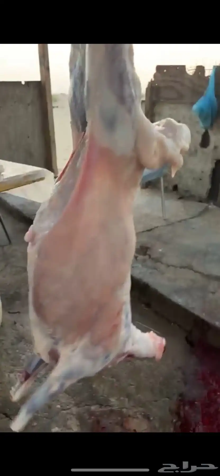 ذبايح 1