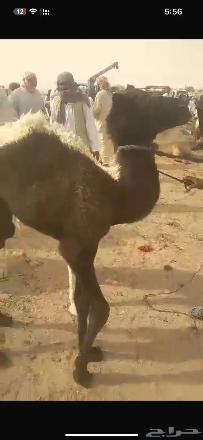 قعود عمره شهرين 0