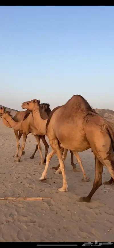 ابل سواحل(( تم البيع )) 6