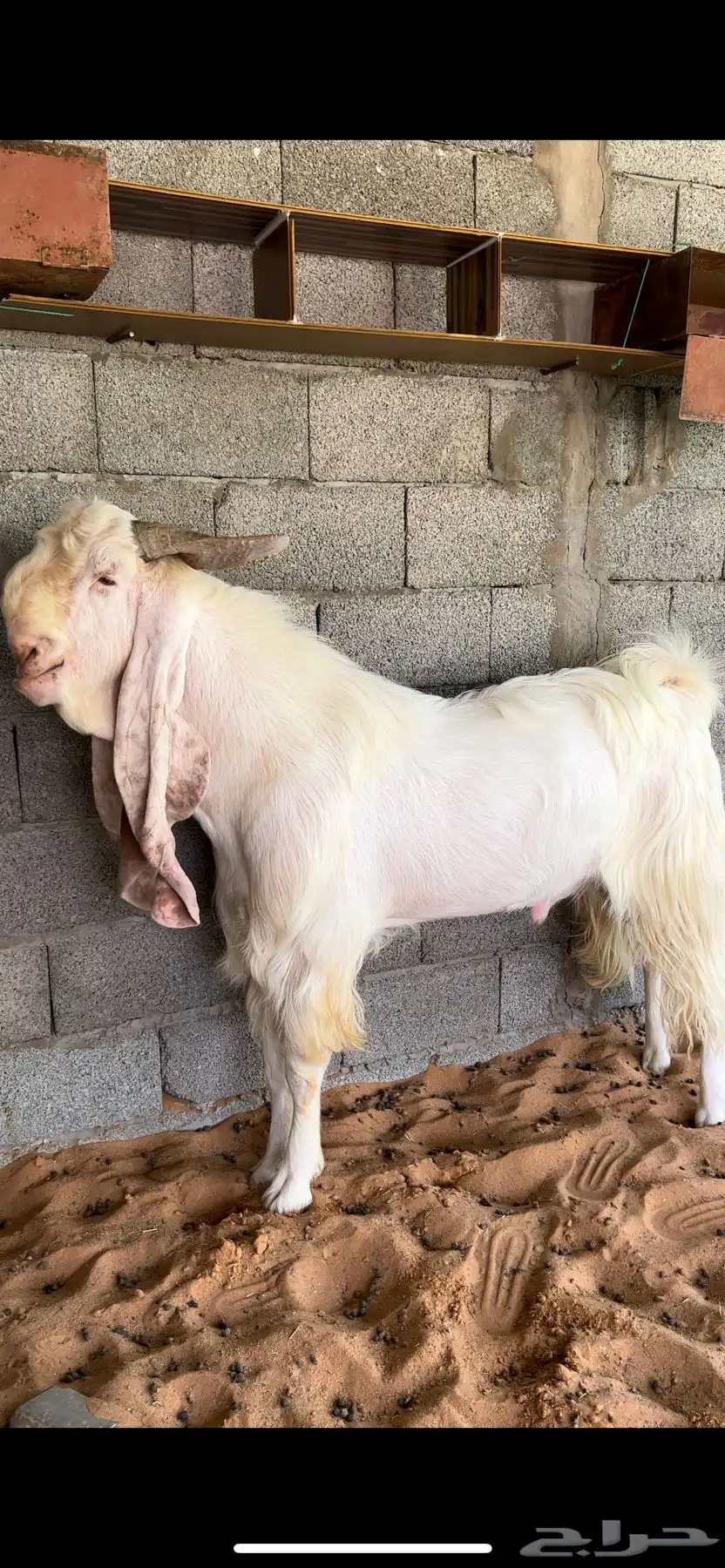تيس مطور 1