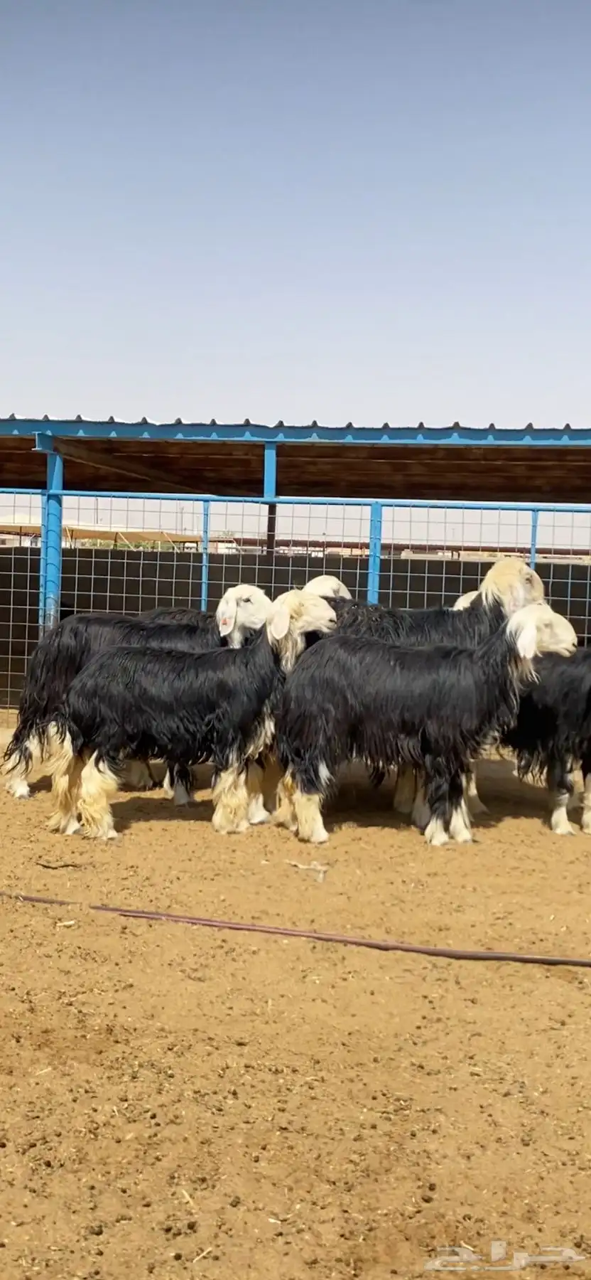 رخال نجد صنف 4