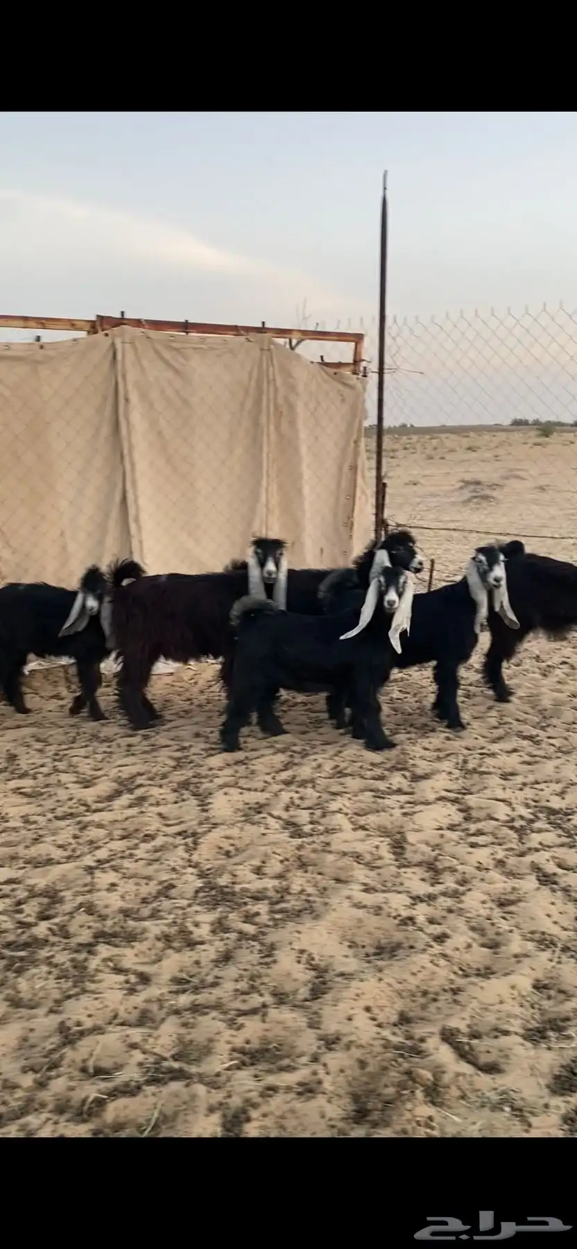 تم البييع 0