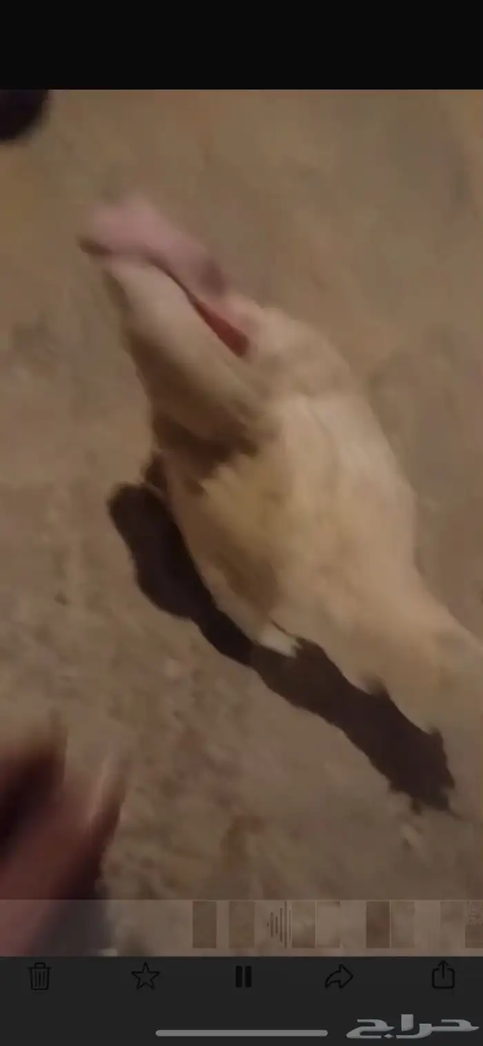 دجاج ابيض بياض نظيف ريش كامل شرط 0