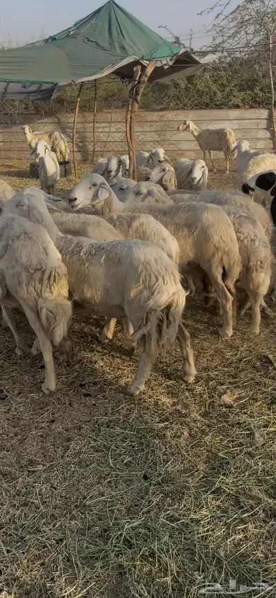 تم البيع 6