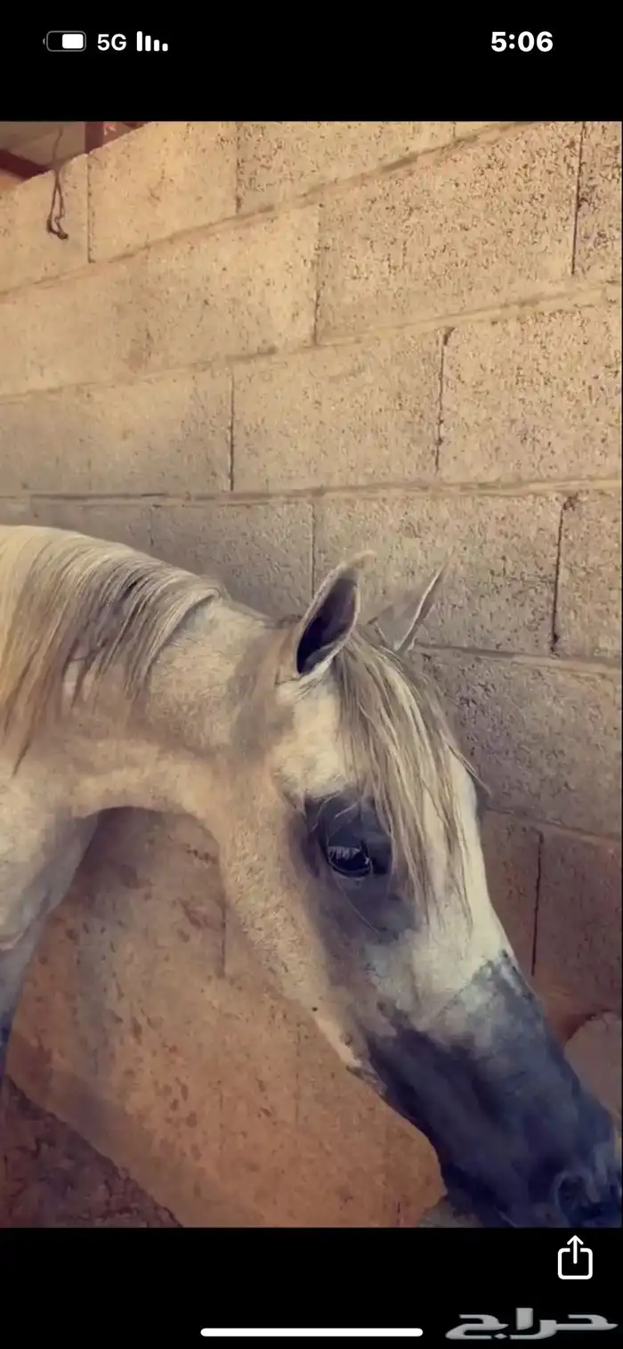 حصان عربي واهو ابن شداد الريان 0