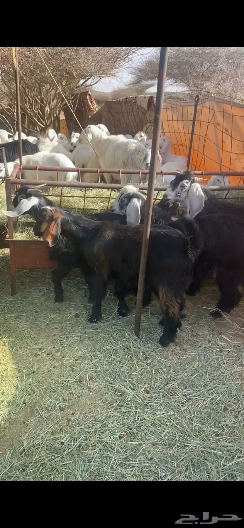 تيوس 5