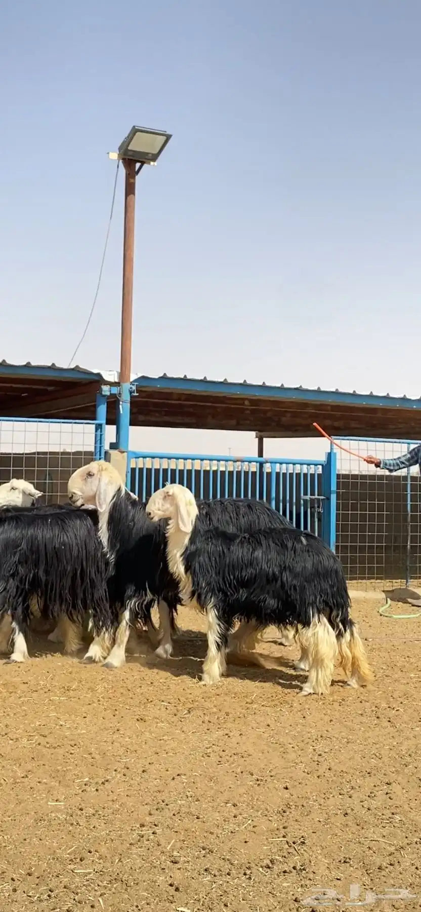رخال نجد صنف 2