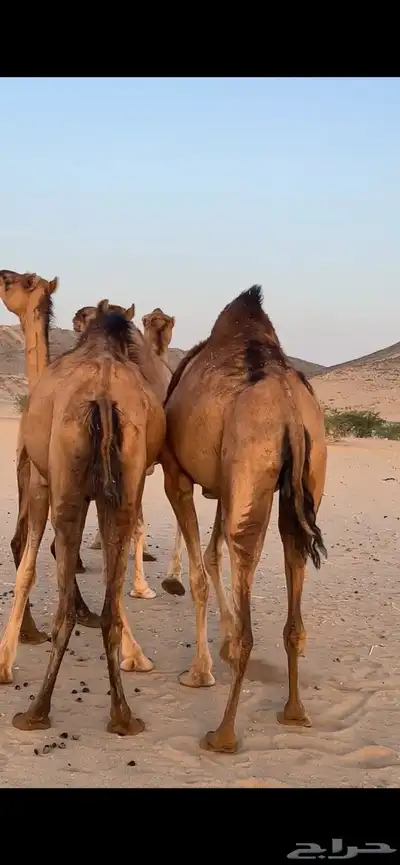 ابل سواحل(( تم البيع )) 3