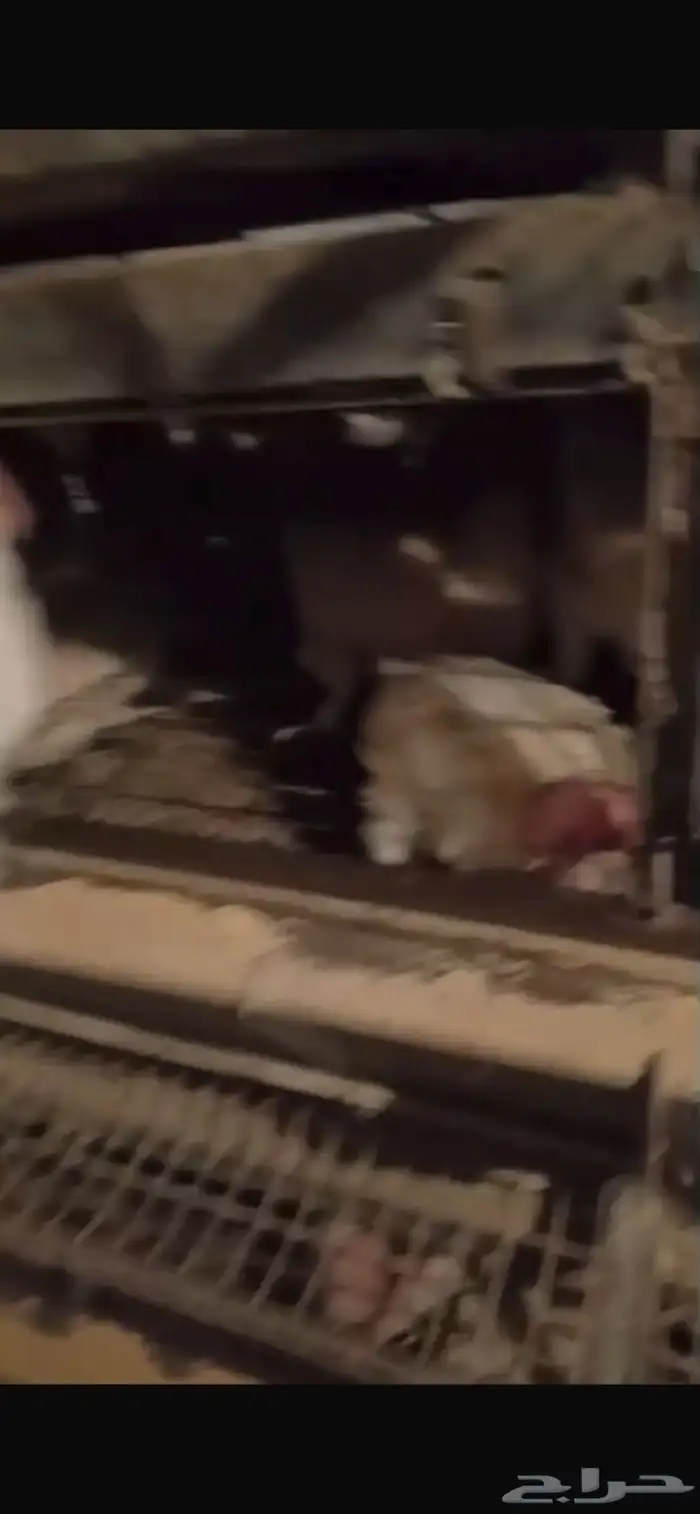 دجاج ابيض بياض نظيف ريش كامل شرط 3