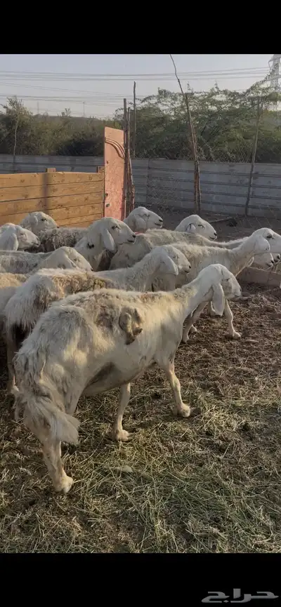 تم البيع 1