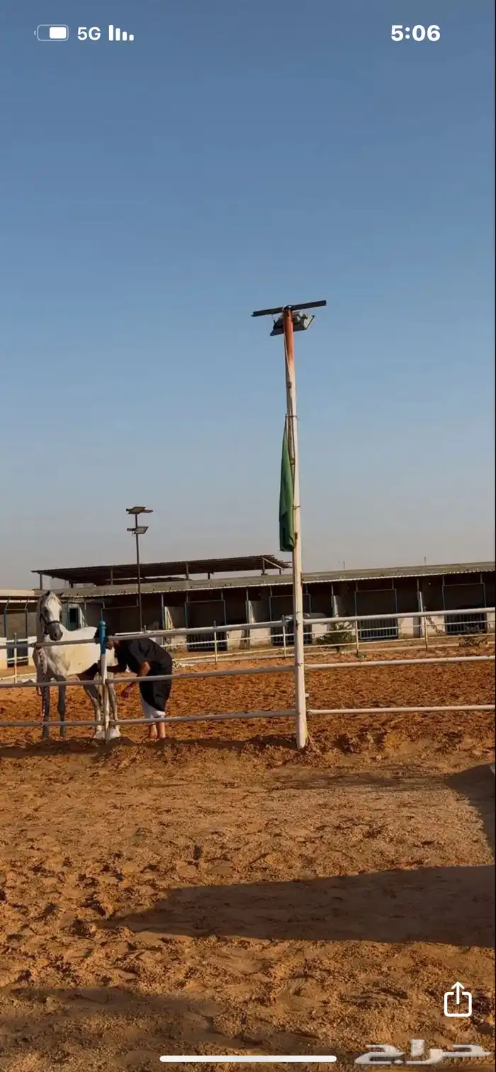 حصان عربي واهو ابن شداد الريان 1