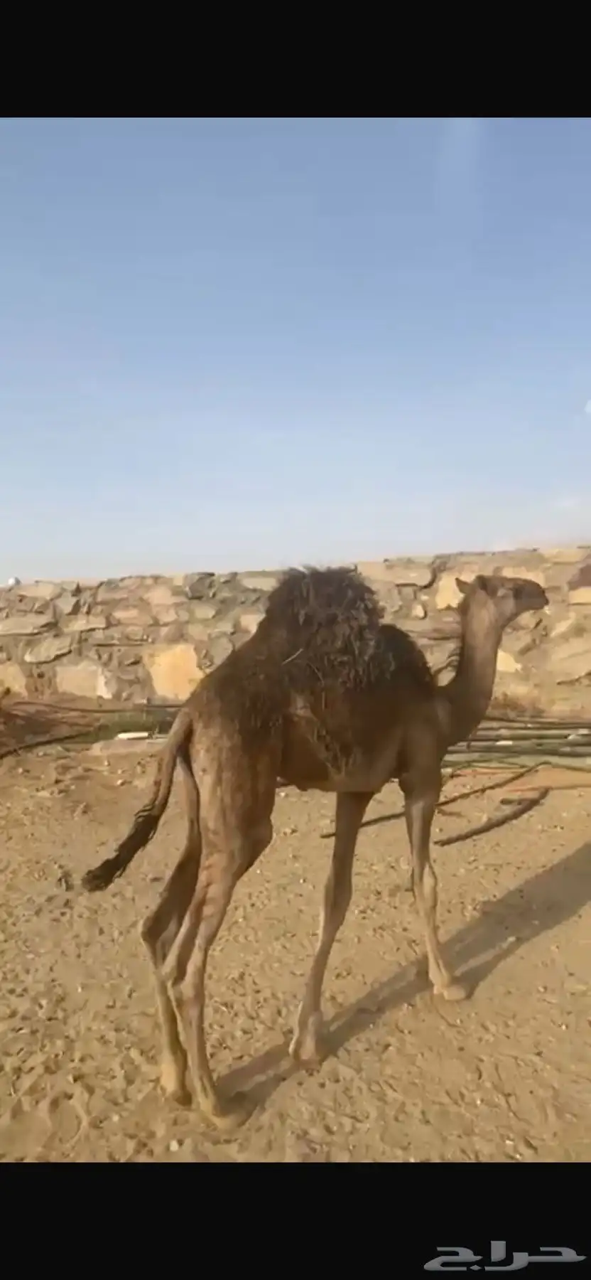 حاشي لباني 1