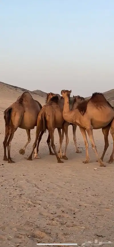 ابل سواحل(( تم البيع )) 9