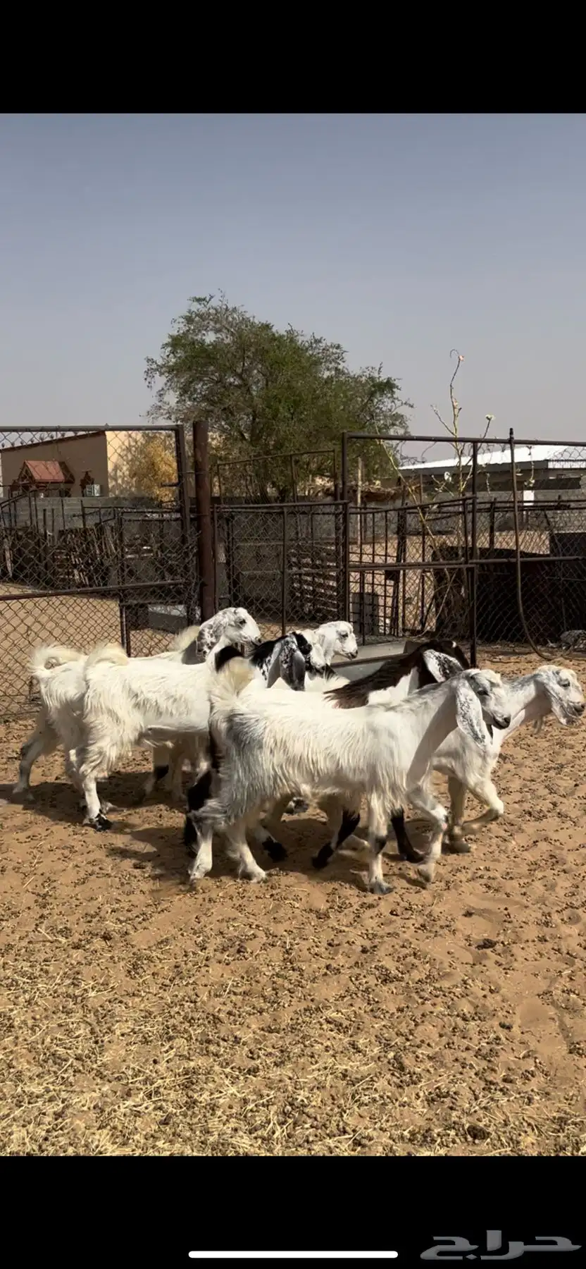 تيوس 0