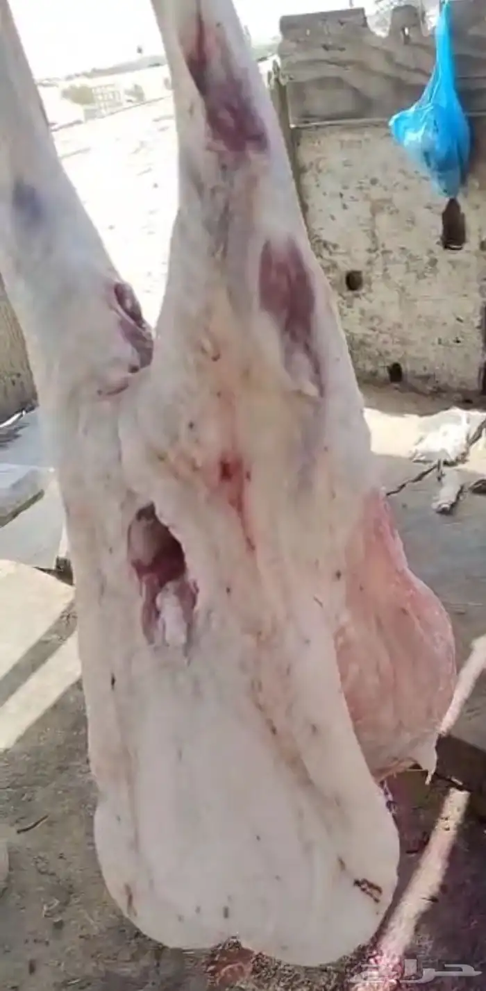 ذبايح 0