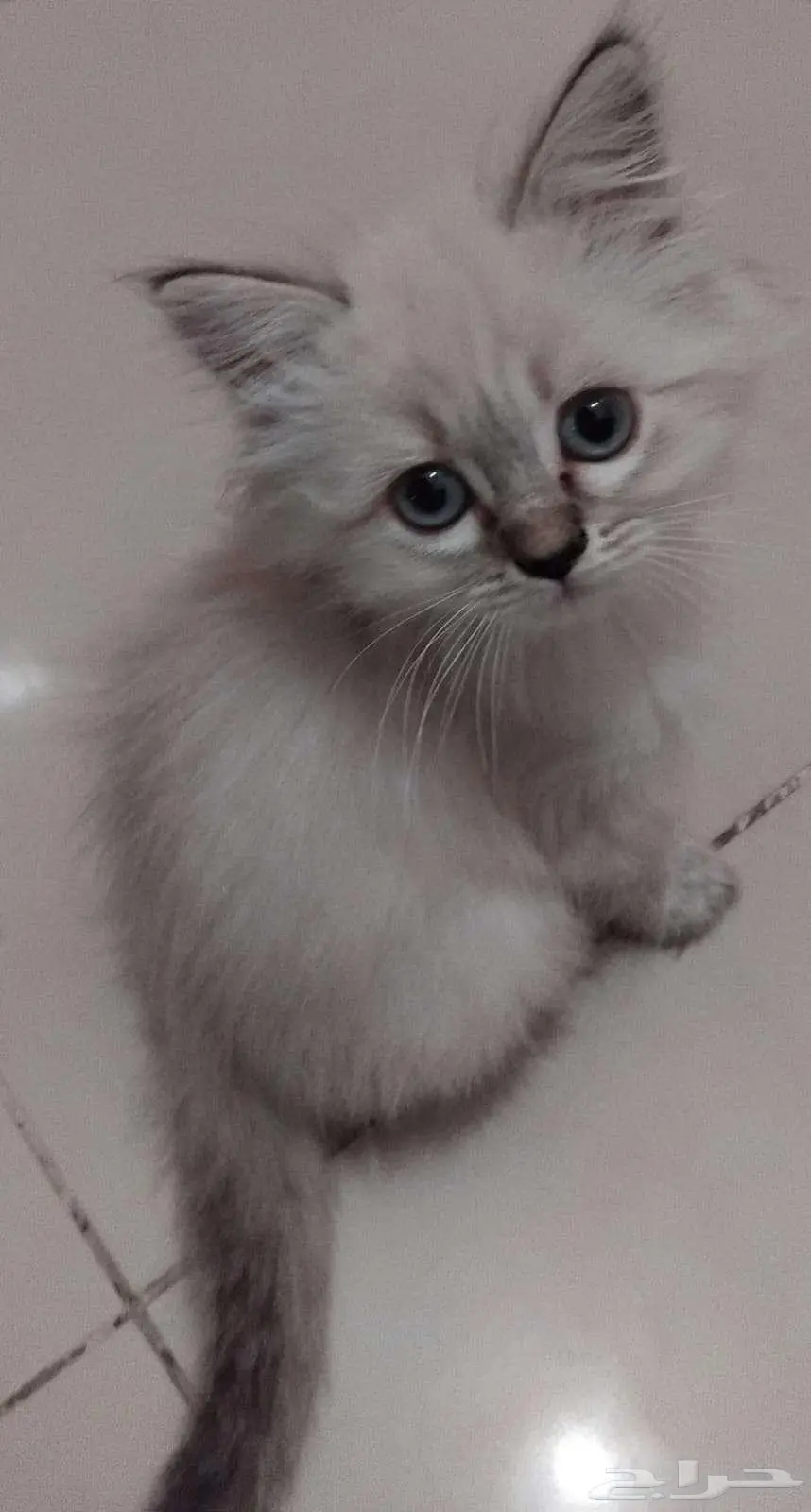قطه صغيره 2