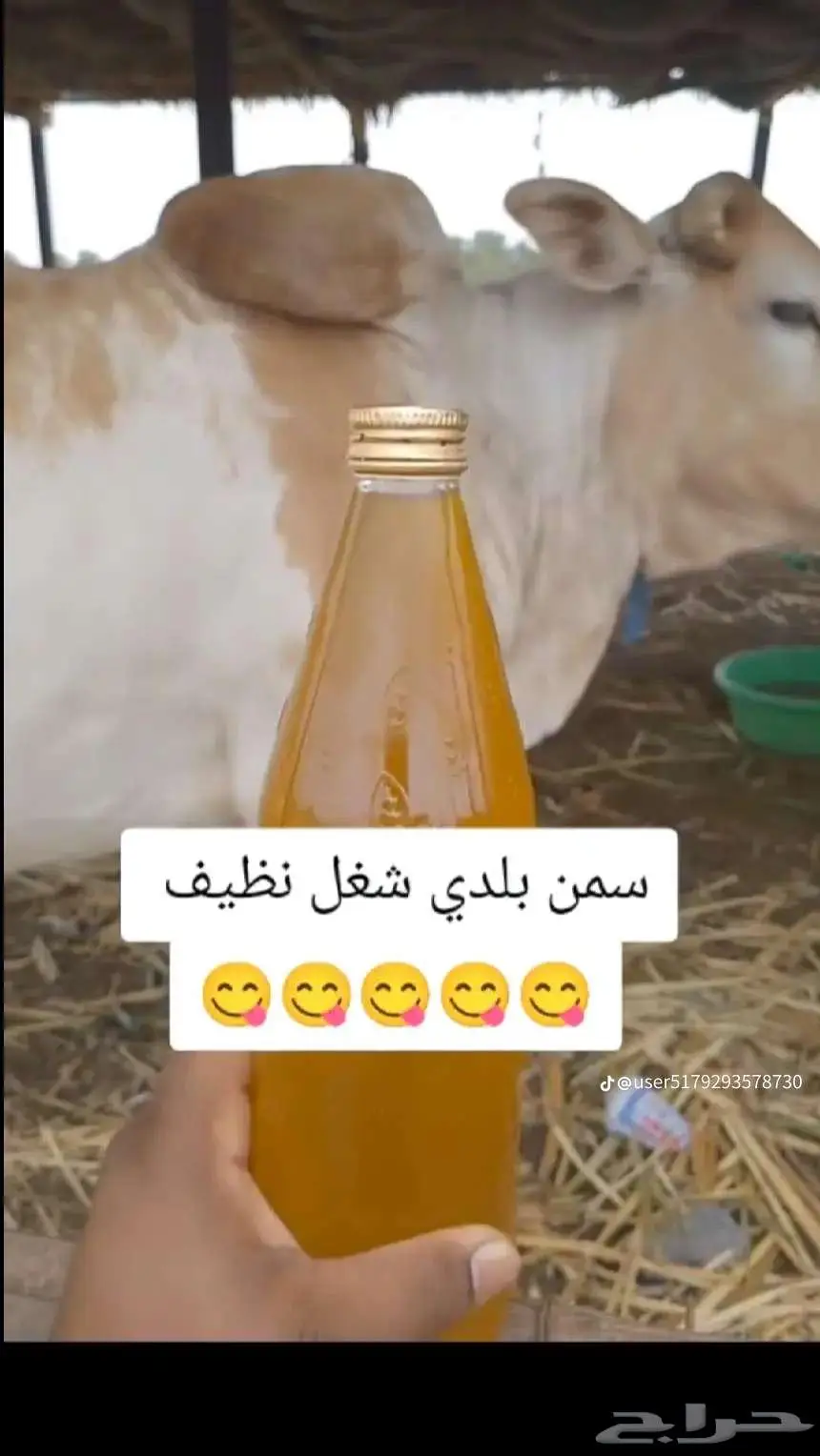 الشقيري ضمد 2