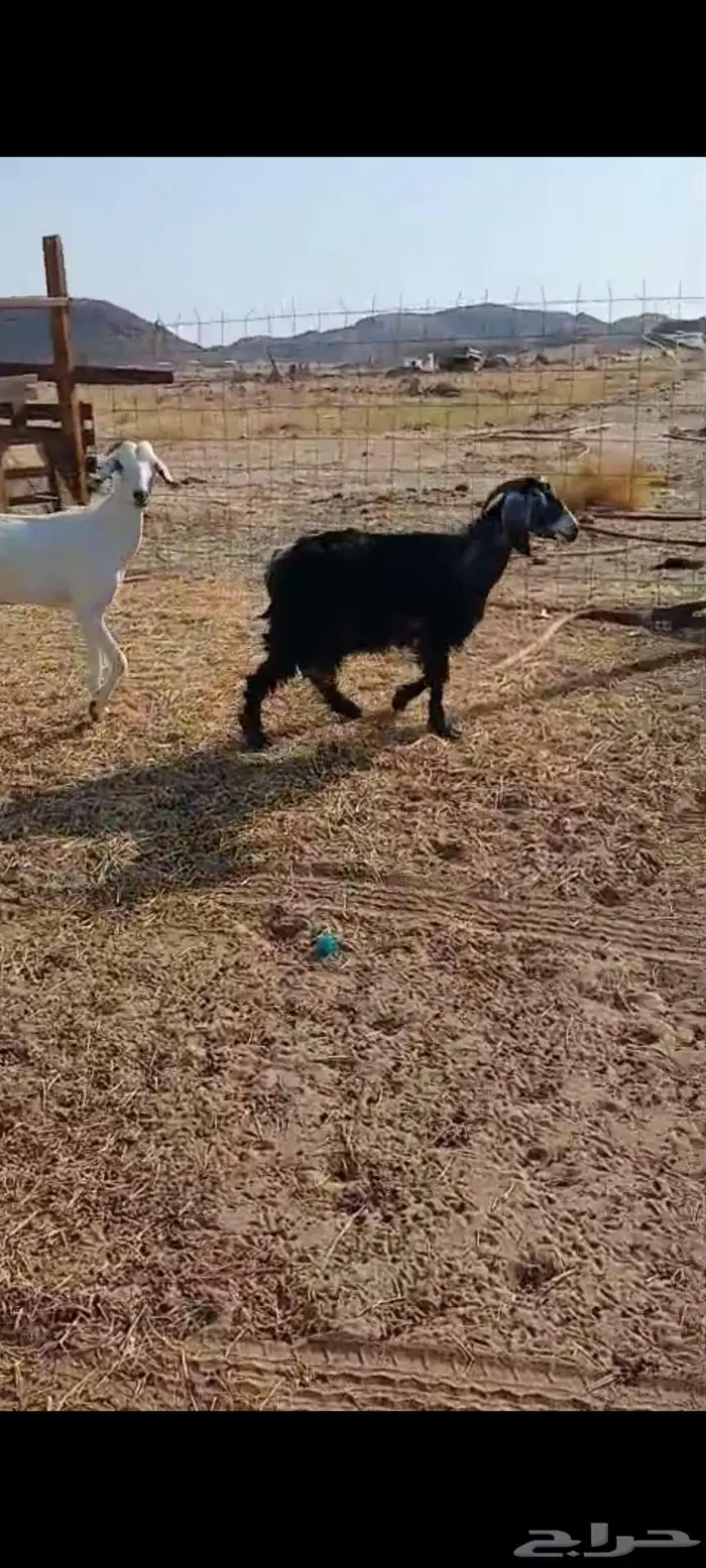 معزا وفحول للبيع 4