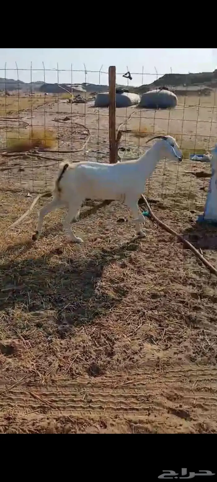 معزا وفحول للبيع 2