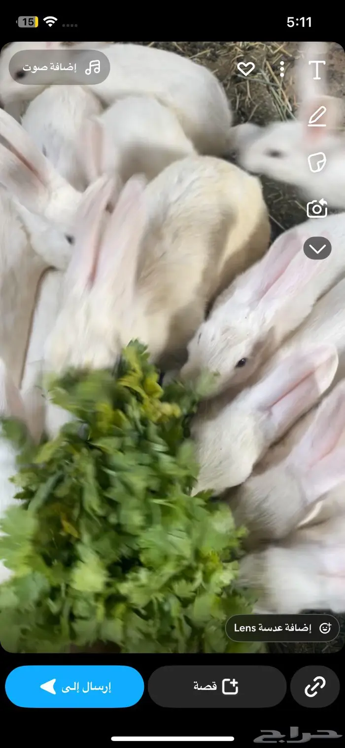 ارانب 3