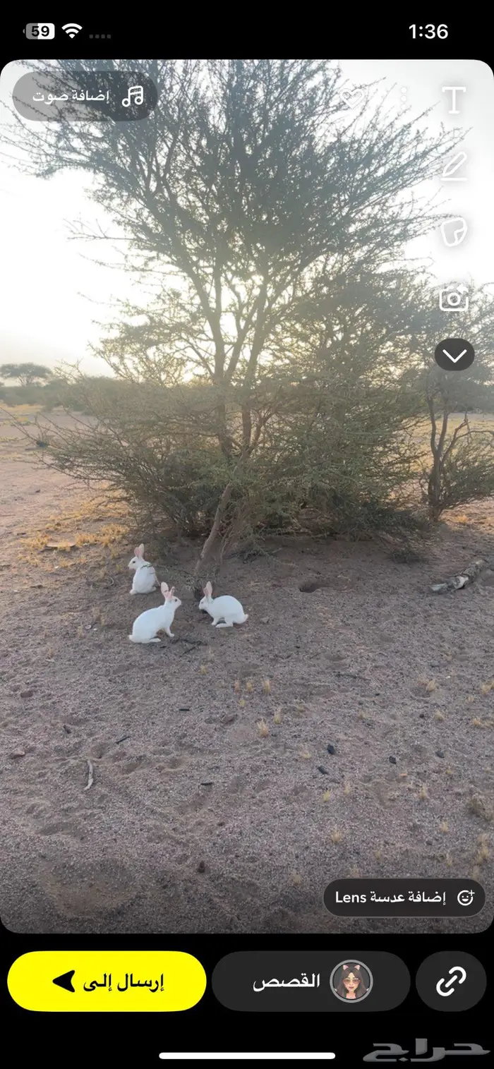 ارانب 4
