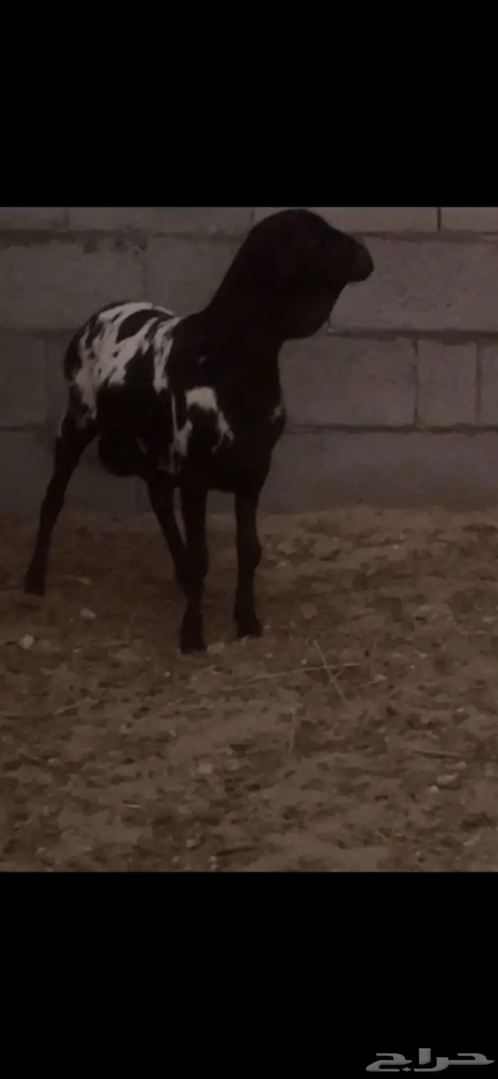 برابر خرفات 0
