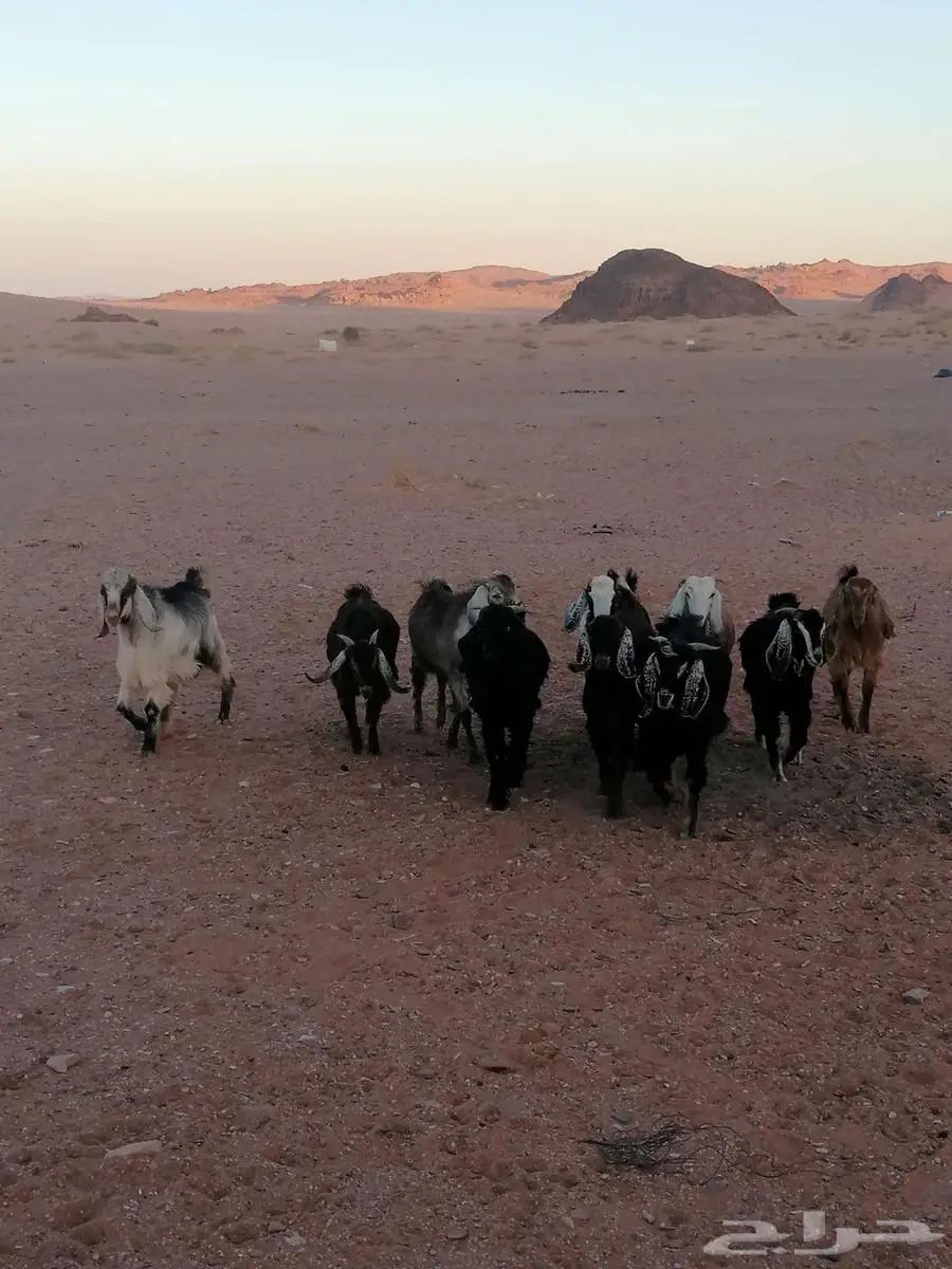 تيوس بريه 0